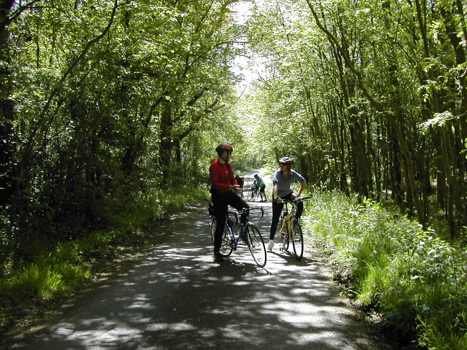 Cyclists in a country lane