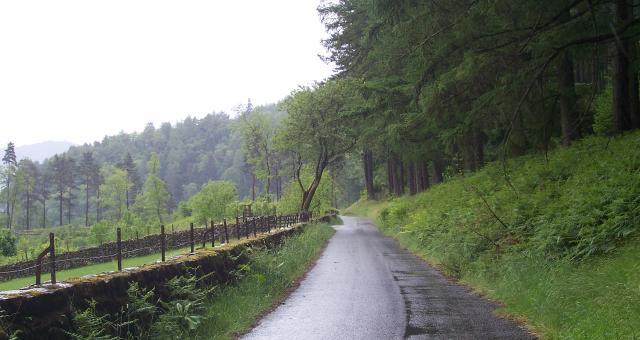Quiet road with trees on each side on a grey rainy day