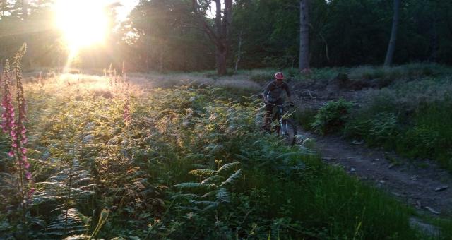 A mountain biker is cycling through a wooded area. In the background the sun is setting, casting a golden light over the bracken in the foreground