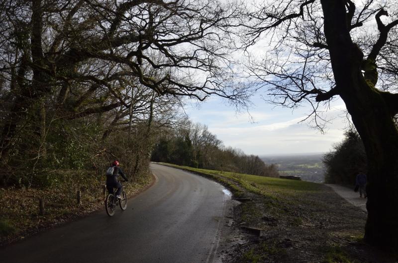 A cyclist is riding up a hill on a tree-lined road with a view of the countryside in front of him
