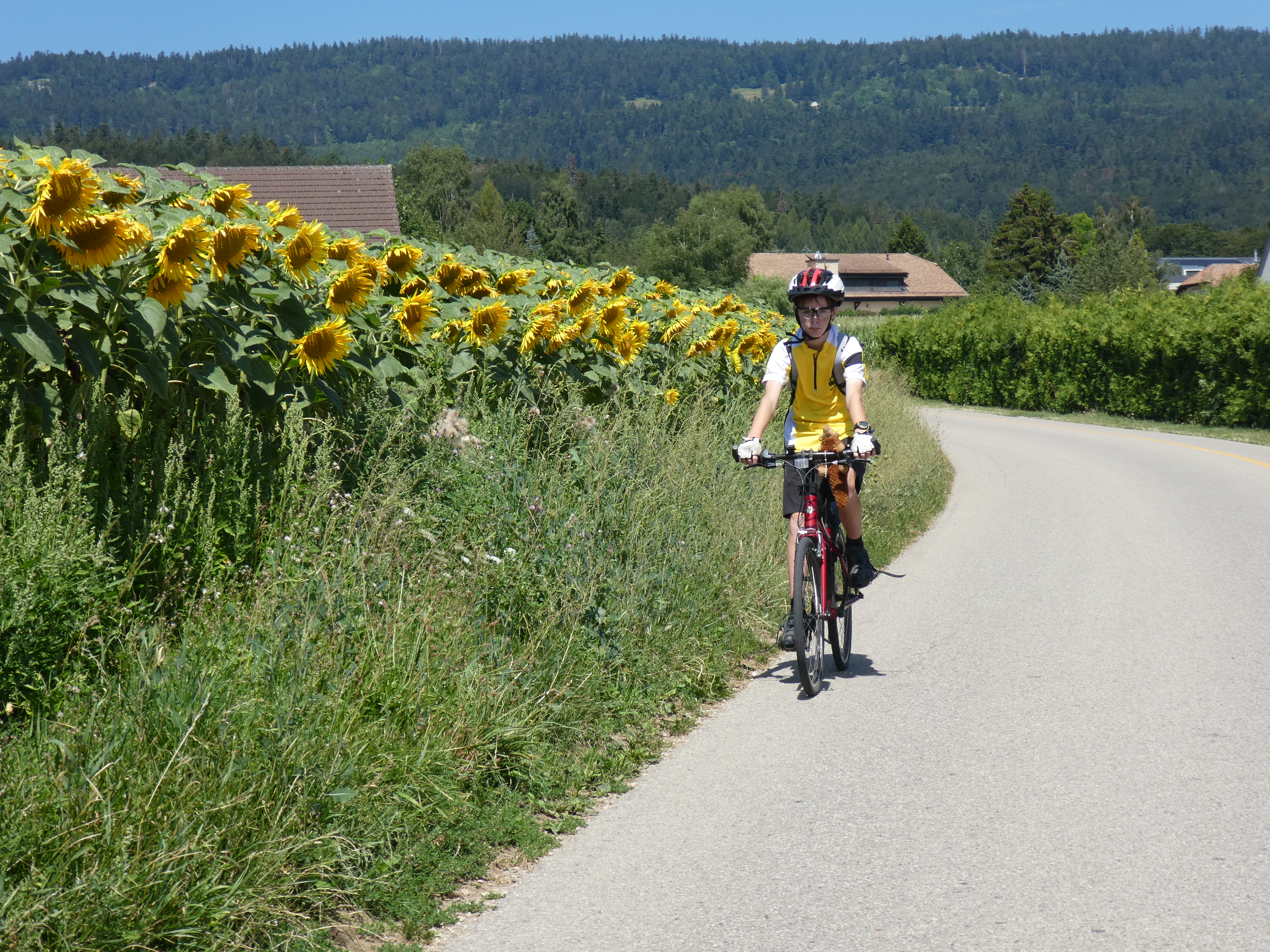 Cycling past sunflowers on the last descent to Lake Geneva
