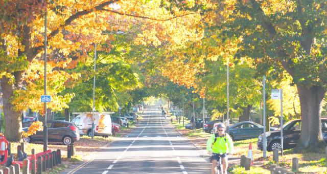 A cyclist in florescent yellow jacket rides through a tree-lined city road