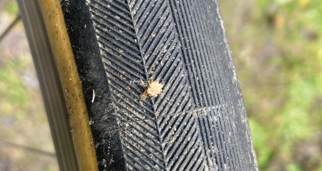 A close-up of a bicycle tyre with a thorn stuck in it