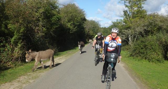 Cyclists and donkeys in the New Forest