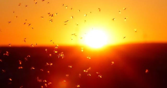 crowds of midges silhouetted by a sun setting