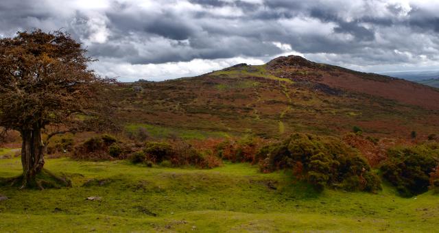 An autumnal moorland scene of a bracken-covered hill on Dartmoor