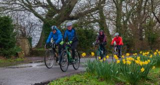 Four people are cycling along a village road in the rain. They are wearing waterproofs and helmets. There are daffodils in the foreground
