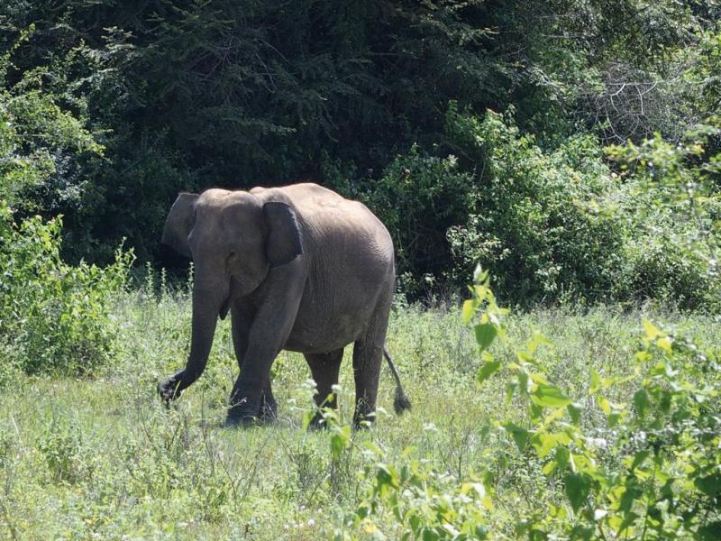 An elephant in Sri Lankan countryside