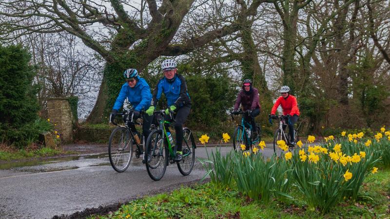 Four people are cycling along a village road in the rain. They are wearing waterproofs and helmets. There are daffodils in the foreground