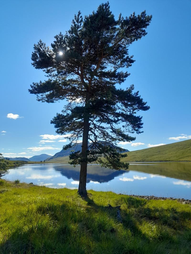 A large tree stands at the head of a clear loch