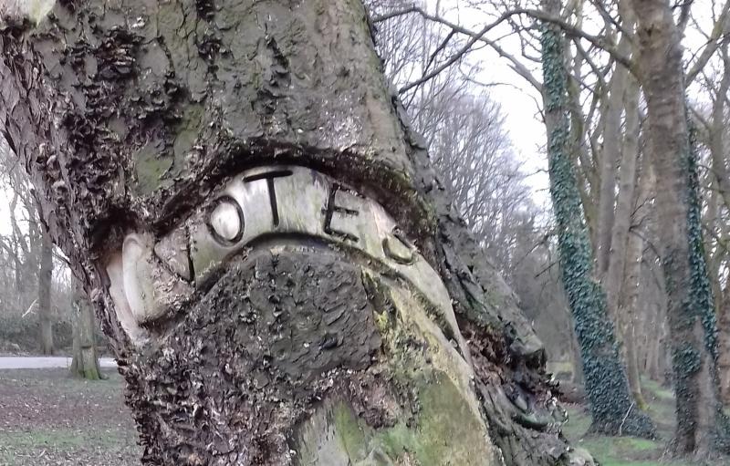 Suffragette tree: A reminder of the city's link to the women's suffrage