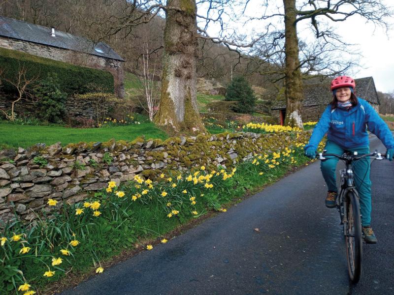 A woman cycles towards the camera along a road lined with daffodils