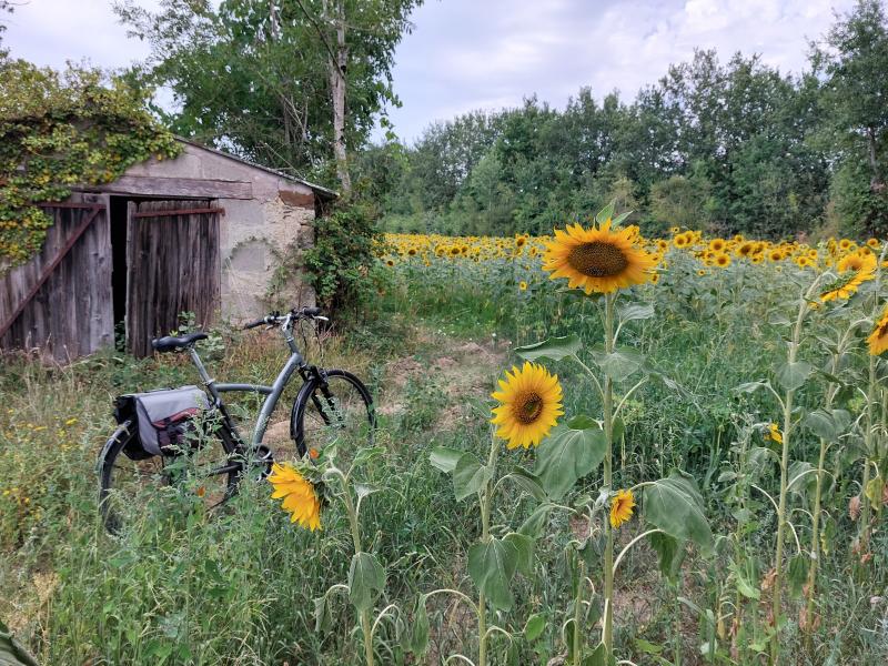a field of sunflowers with a bike propped against an old building