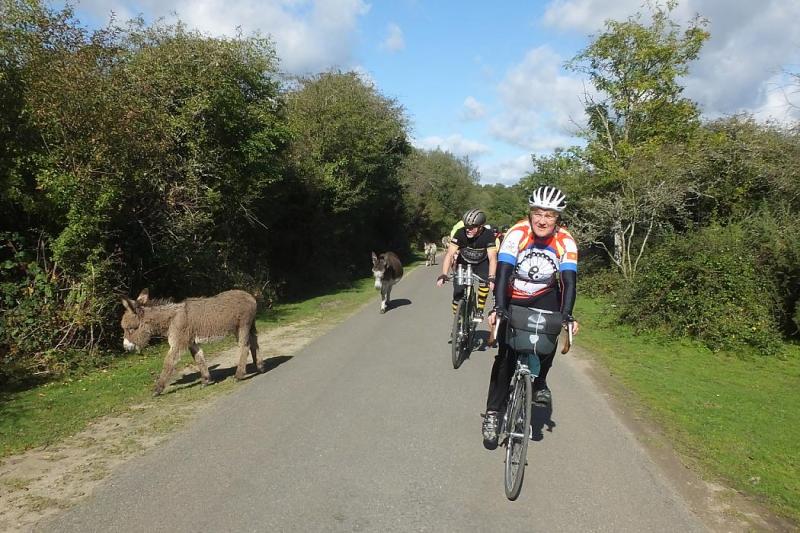 A rider taking part in the Gridiron 100km encounters one of the New Forests inhabitants!
