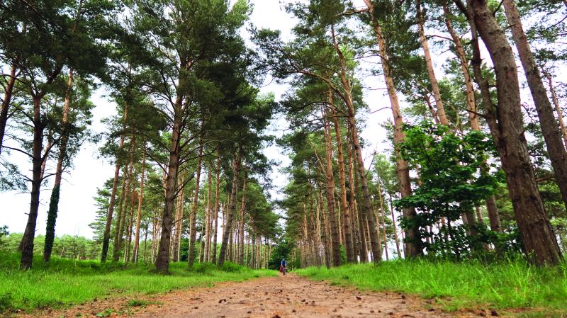 A straight gravel path runs between a corridor of pine trees in a wooded area