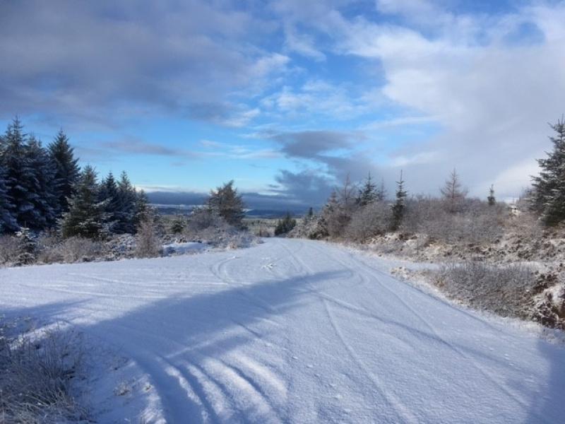 Forest with snow on the ground