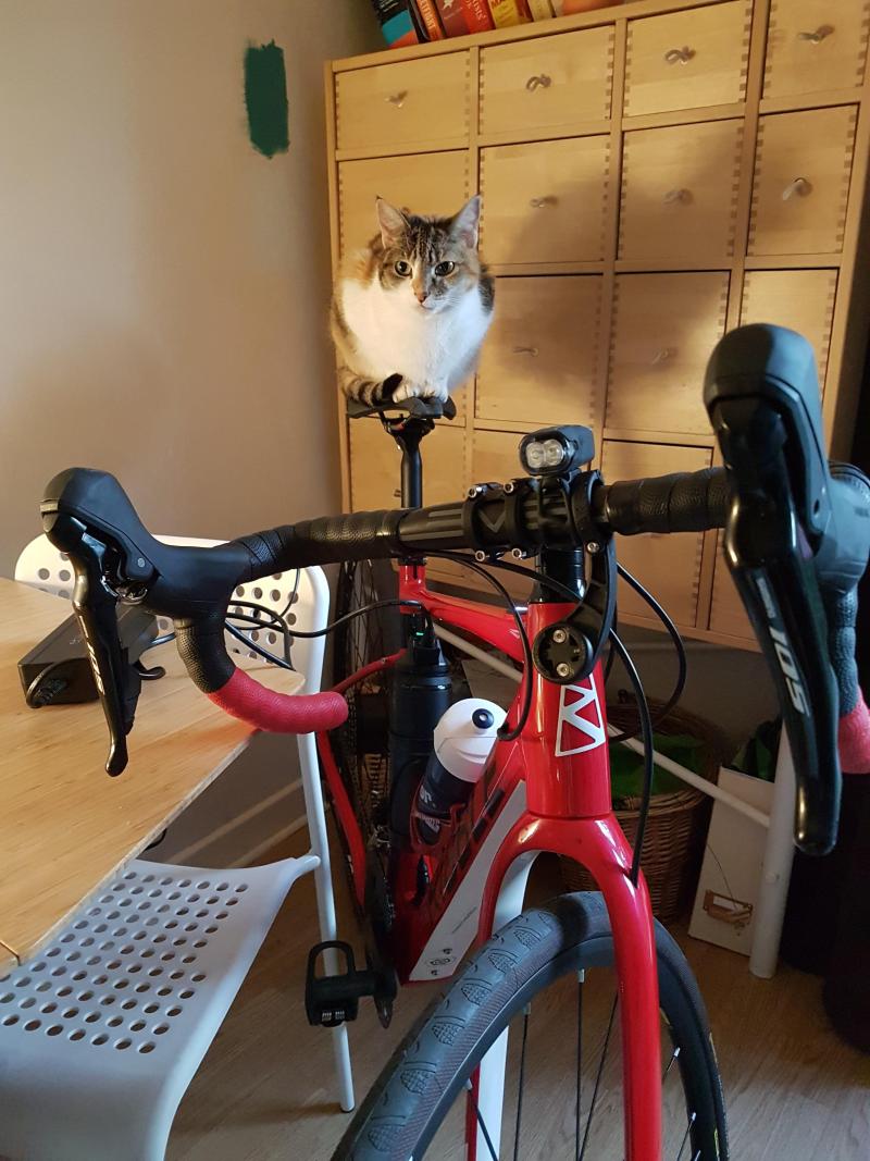 A cat perched on a bike's saddle