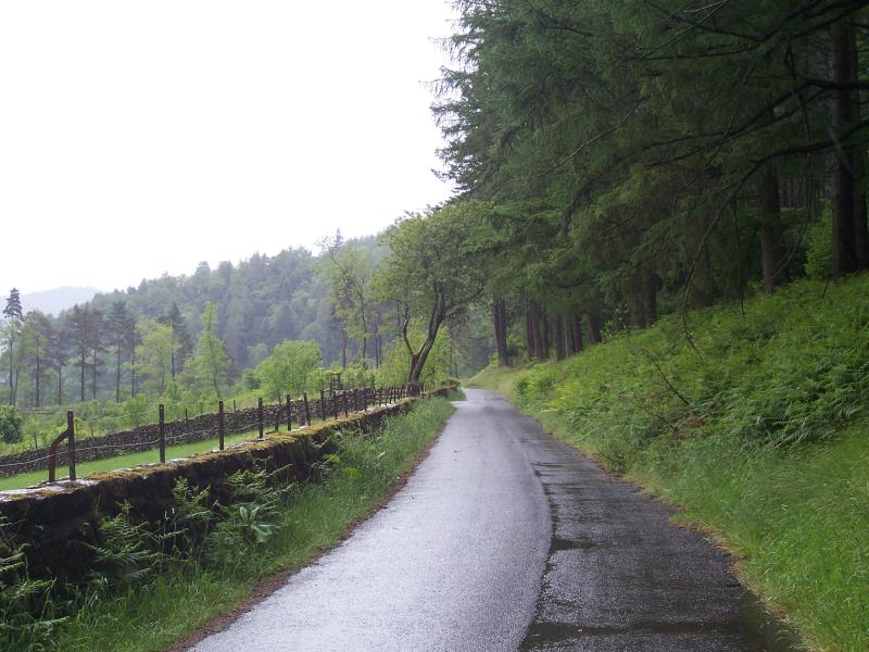 Quiet road with trees on each side on a grey rainy day