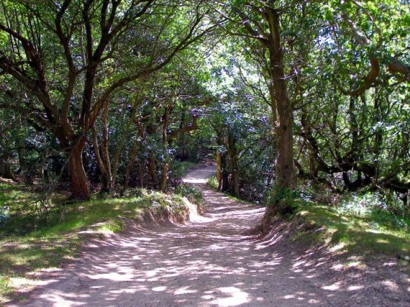 Views and vales cycling route in The New Forest