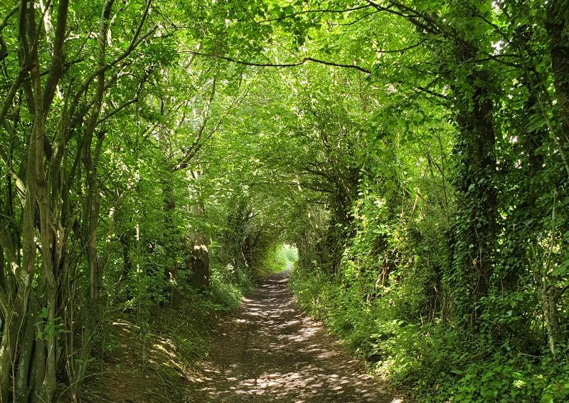 Tree tunnel path