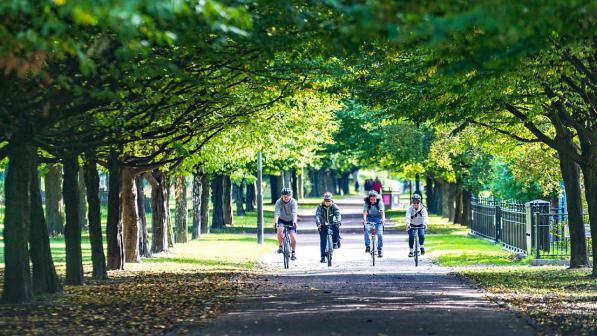 Four cyclists pedal down a road framed by an avenue of trees in leaf