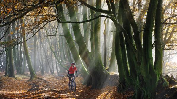 A person wearing red and black mountain bike kit and helmet is riding a mountain bike through an autumn forest with leaf-covered ground and autumn sunshine streaming through the trees
