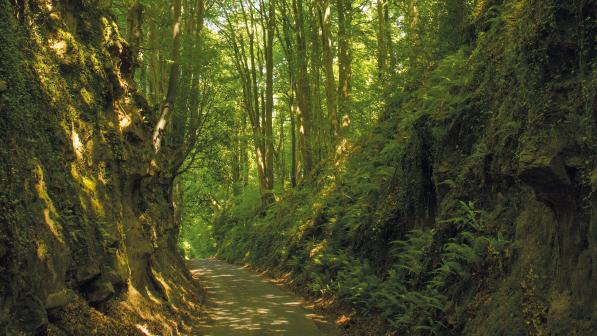 A singletrack lane wends its way through a forest, with the trees bending in towards each other so that it looks like a green, natural tunnel