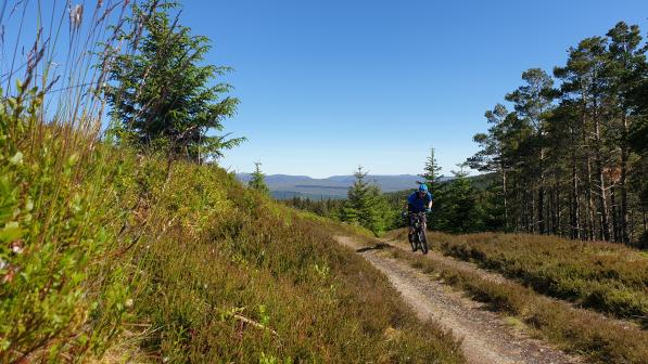 A person is riding on an off-road track with a pine forest on one side and a hill on the other
