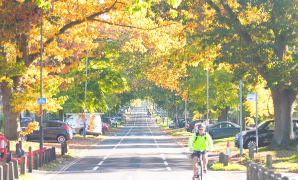 A cyclist in florescent yellow jacket rides through a tree-lined city road