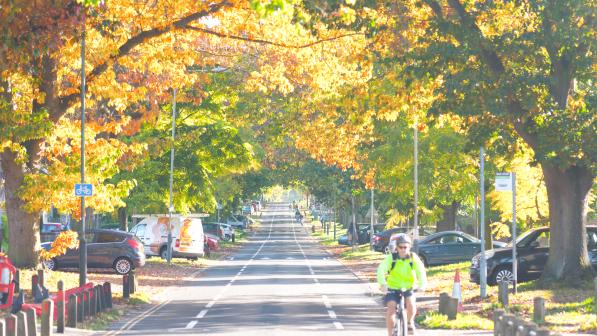 A cyclist in florescent yellow jacket rides through a tree-lined city road