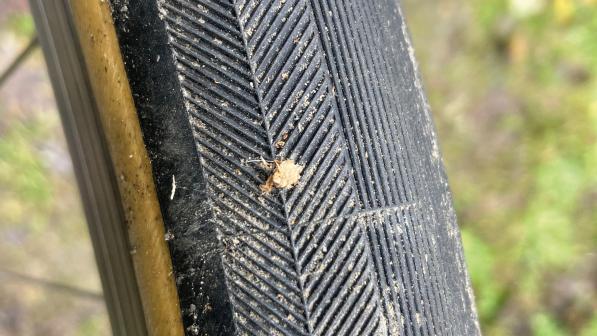 A close-up of a bicycle tyre with a thorn stuck in it