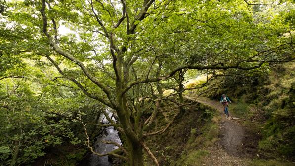 A person rides a mountain bike along a trail winding along the side of a river, past a beautiful tree with branches extending overhead