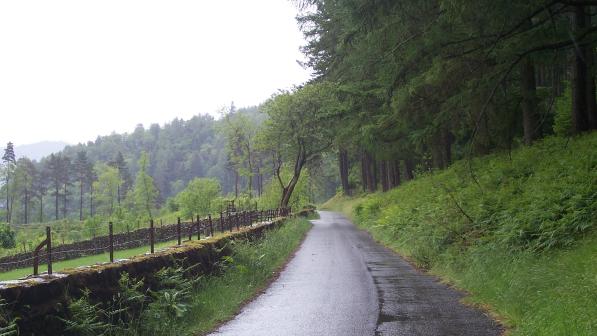 Quiet road with trees on each side on a grey rainy day