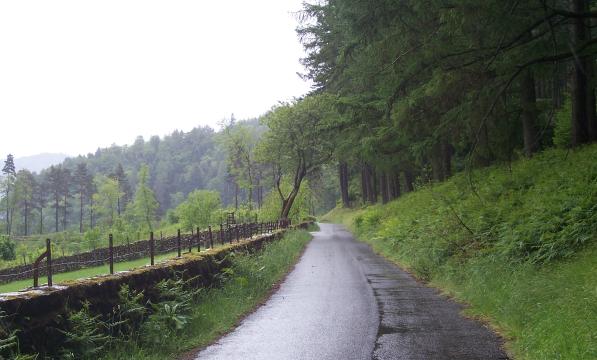 Quiet road with trees on each side on a grey rainy day
