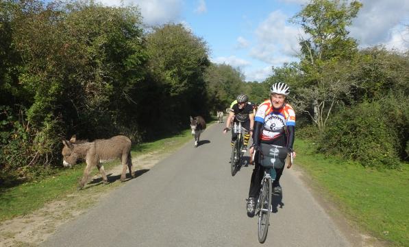 Cyclists and donkeys in the New Forest
