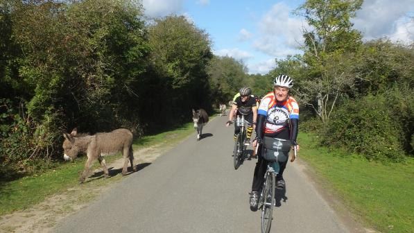 Cyclists and donkeys in the New Forest