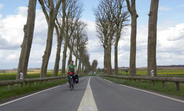 Cyclist riding along a wooded avenue close to the Avenue Verte