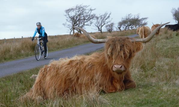 A cyclist passes a highland cow in Clyde Muirshiel Regional Park