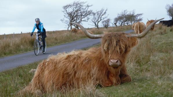 A cyclist passes a highland cow in Clyde Muirshiel Regional Park