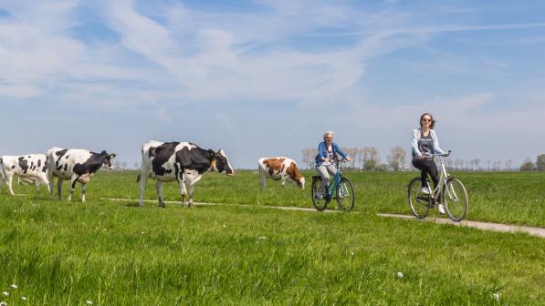 Two people cycling through a field with cows