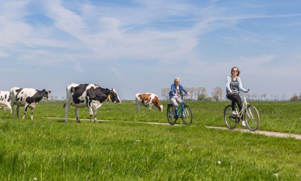 Two people cycling through a field with cows