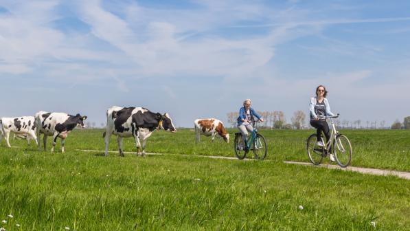 Two people cycling through a field with cows