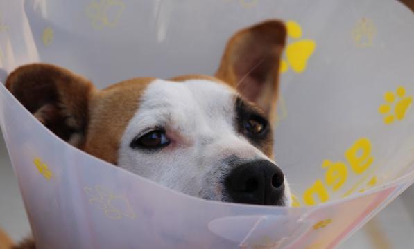Dog after an operation with a cone 