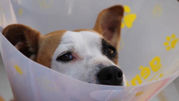 Dog after an operation with a cone 
