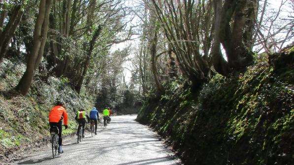 Cyclists riding on tree-lined road