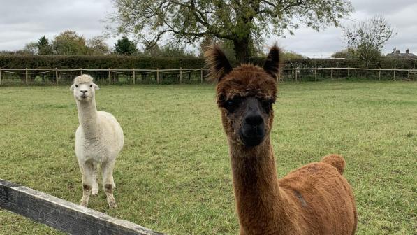 Alpacas near Wadesmill