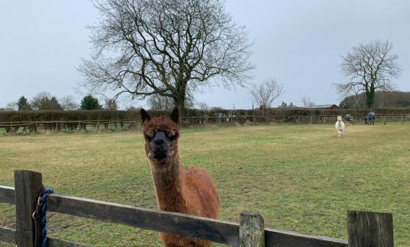A brown alpaca in a field looking over a wooden fence with a white alpaca in the background
