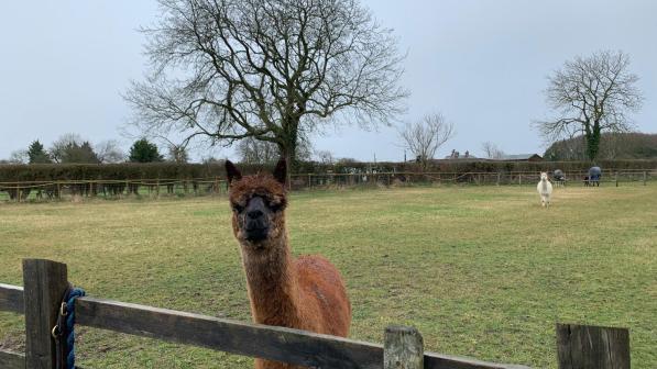A brown alpaca in a field looking over a wooden fence with a white alpaca in the background