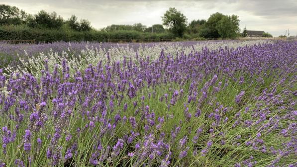 Lavender field