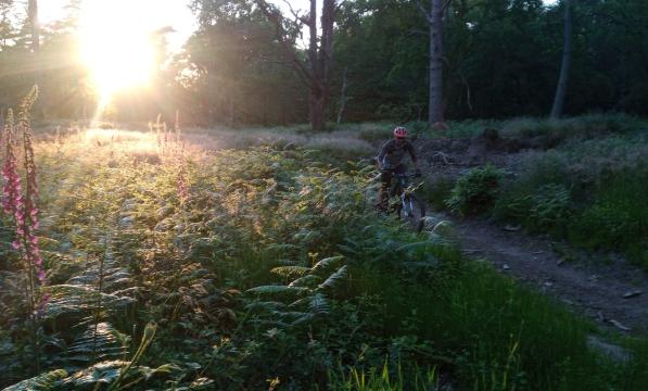 A mountain biker is cycling through a wooded area. In the background the sun is setting, casting a golden light over the bracken in the foreground
